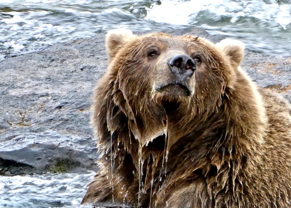 Bear 284  NPS Photo/ N. Boak