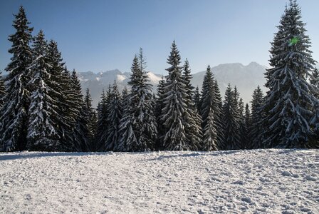 Frost coniferous snow photo