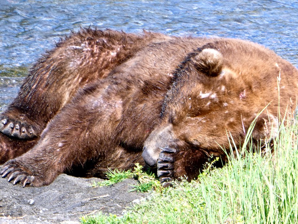 747 exhausted from fishing  NPS Photo/ N. Boak