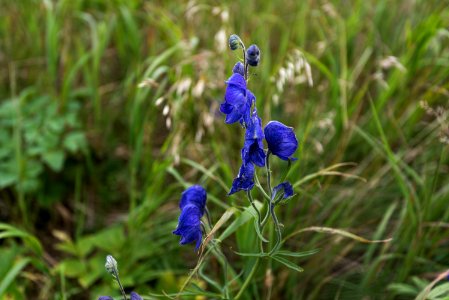 Monkshood, a beautiful, yet poisonous flower NPS Photo/Russ Taylor