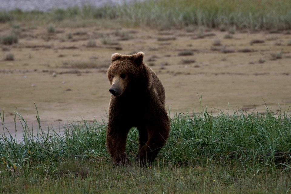 Swikshak-Bears21-JPaluh-6-20-18