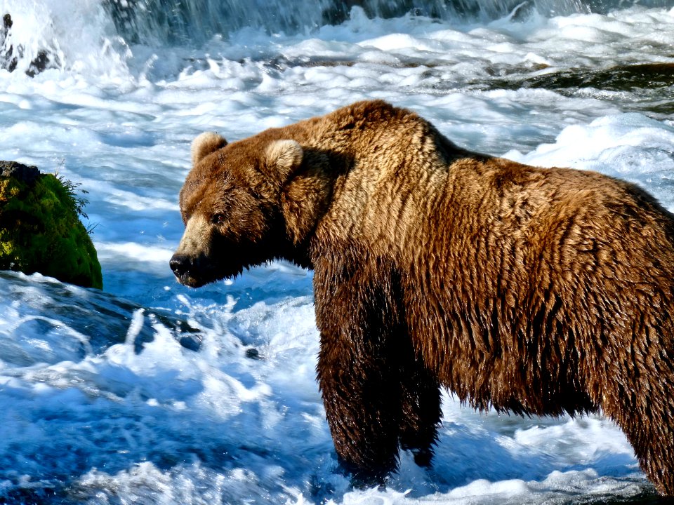 Bear 634 Popeye  NPS Photo/ N. Boak