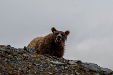 A brown bear looks over a rise towards a campsite, Katmai Preserve NPS Photo/Russ Taylor