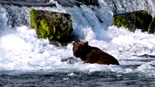 Bear 503  NPS Photo/ N. Boak