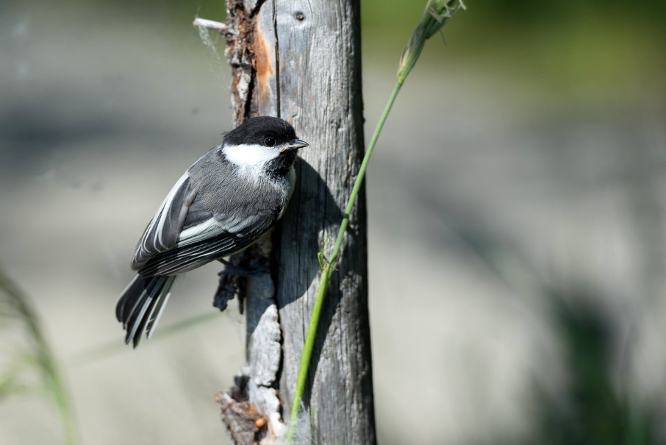 KATM Black-capped Chickadee NPS Photo/R. Taylor