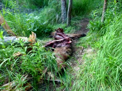 130 Bear carcass 04 07012014