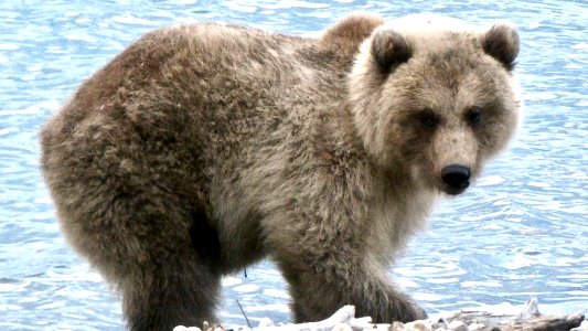 435's Cub (fat) 9-22-20 NPS Photo/N. Boak