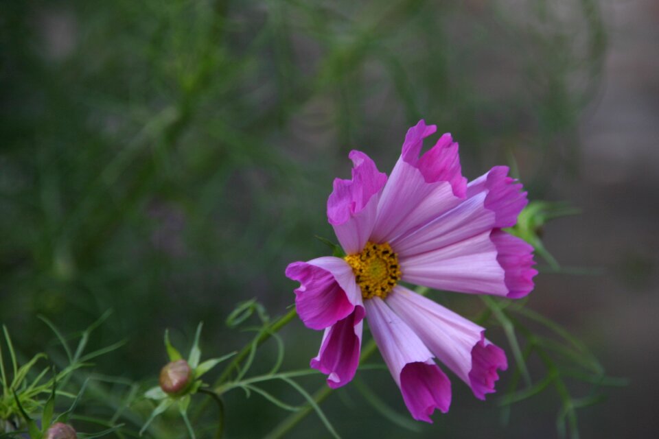 Nature plant flora