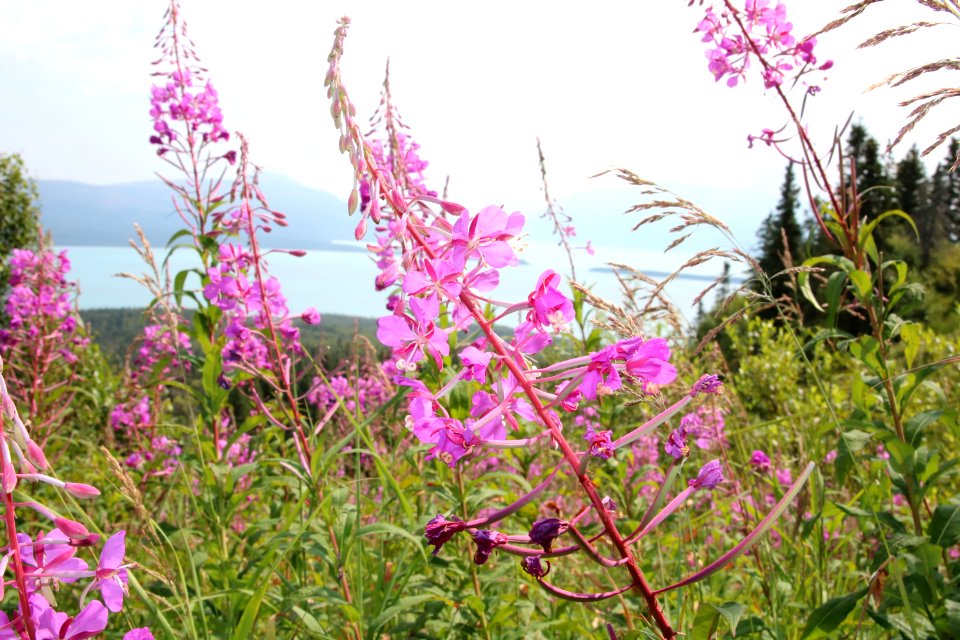 Fireweed on Dumpling Mtn.  NPS Photo/ J. Kostert