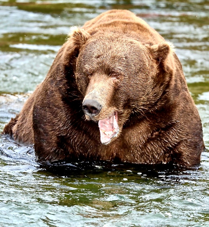 Bear 747  NPS Photo