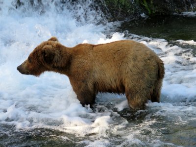 Bear #913