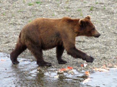 Bear #504