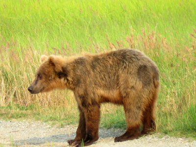 Bear #17