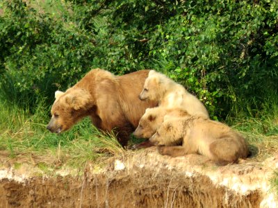 Bear #482