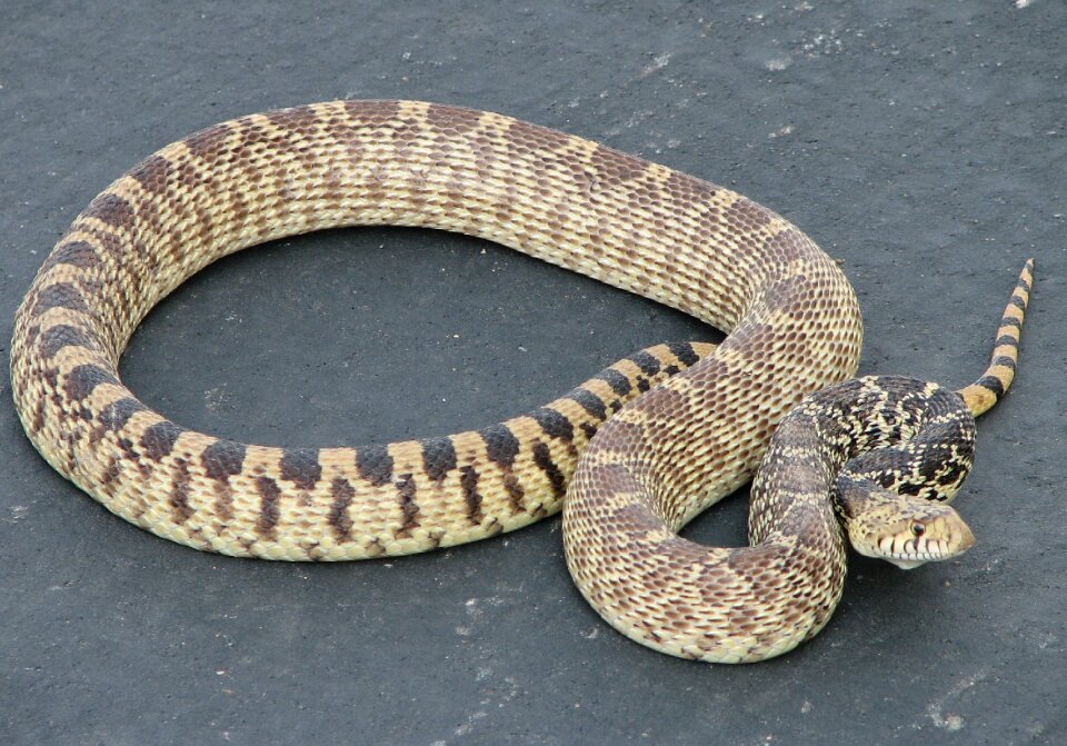 Scales crawling non-poisonous