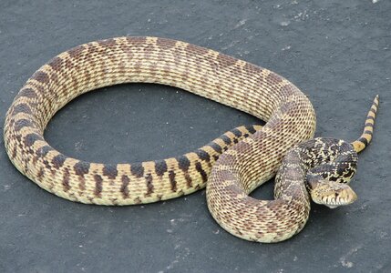 Scales crawling non-poisonous