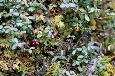 Low bush cranberry