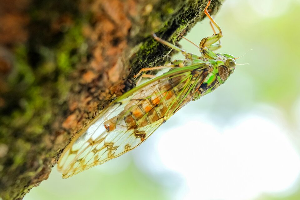 Summer green biological