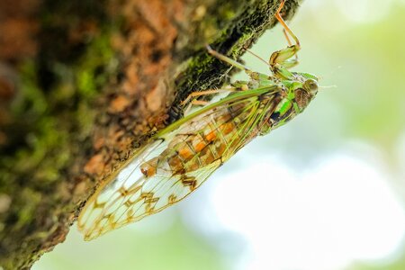Summer green biological