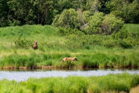 A bear stands up to get a closer look at another bear NPS Photo/R. Taylor