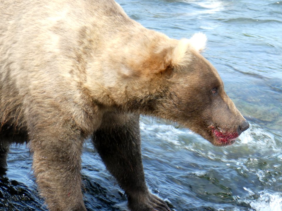 128 Grazer with salmon-colored lipstick  NPS Photo/ N. Boak