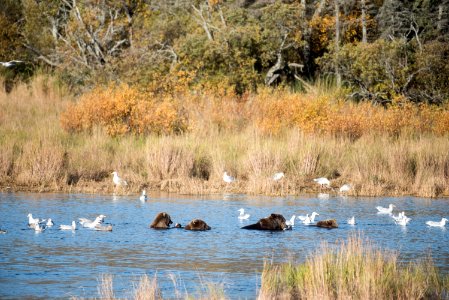 A family group feeds on salmon in the lower Brooks River NPS Photo/Russ Taylor