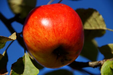 Eat fruit ripe