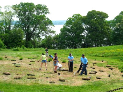 Meadow Planting