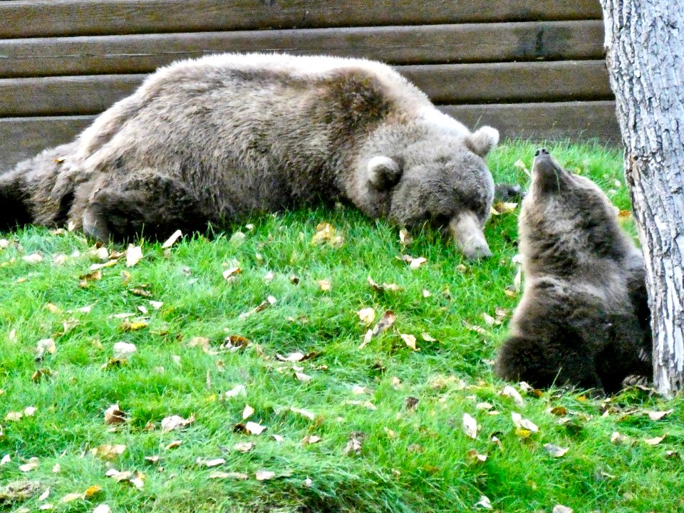 171 and spring cub enjoying an empty camp  NPS Photo/ N. Boak camp
