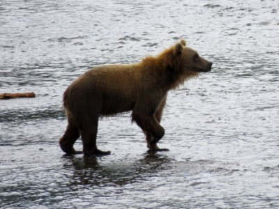 Bear #57