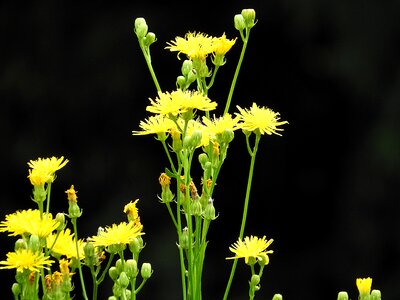 Flower pointed flower wild flower