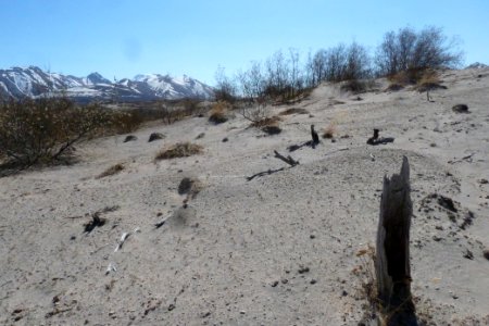 Charred wood from 1912 eruption east of Three Forks (3), Valley of Ten Thousand Smokes