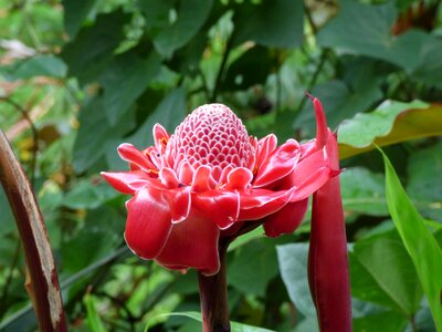 Tropical jungle hawaii
