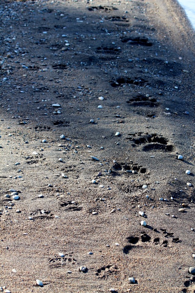 Spring cub tracks next to adult female tracks (J. Hower)