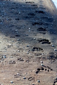 Spring cub tracks next to adult female tracks (J. Hower)