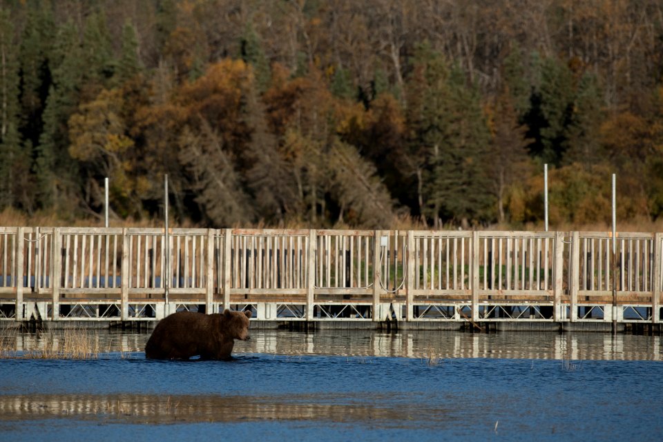 A brown bear near the old bridge across the Lower Brooks River NPS Photos/Russ Taylor