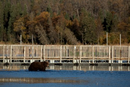 A brown bear near the old bridge across the Lower Brooks River NPS Photos/Russ Taylor