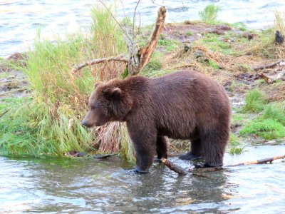 Bear #23