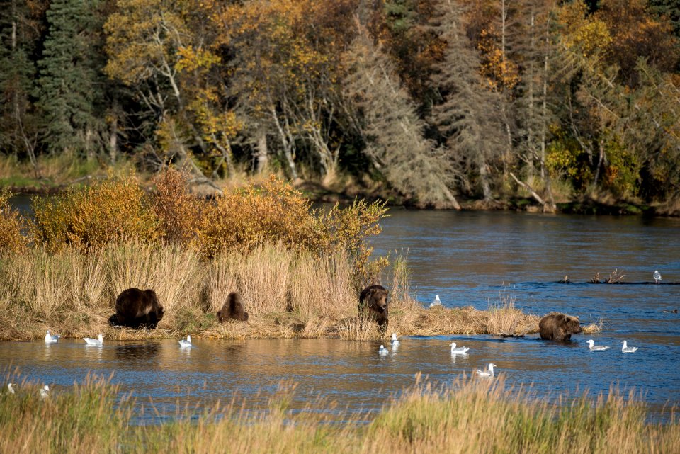 A brown bear family on the Lower Brooks River NPS Photo/Russ Taylor