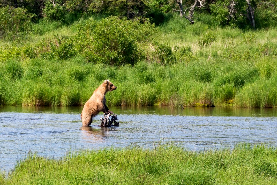 A brown bear stands to get a better look upriver NPS Photo/R. Taylor
