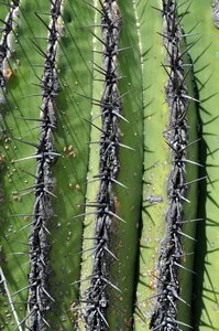 Plant of zapotitlan mexico-spined texture