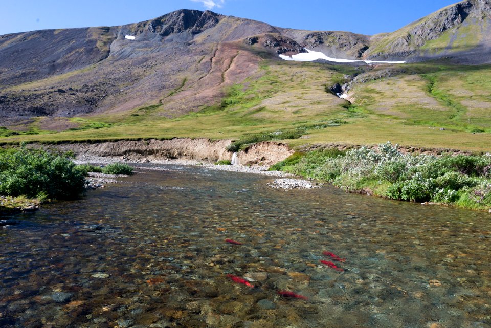 Salmon in a backcountry stream, Katmai Preserve NPS Photo/Russ Taylor
