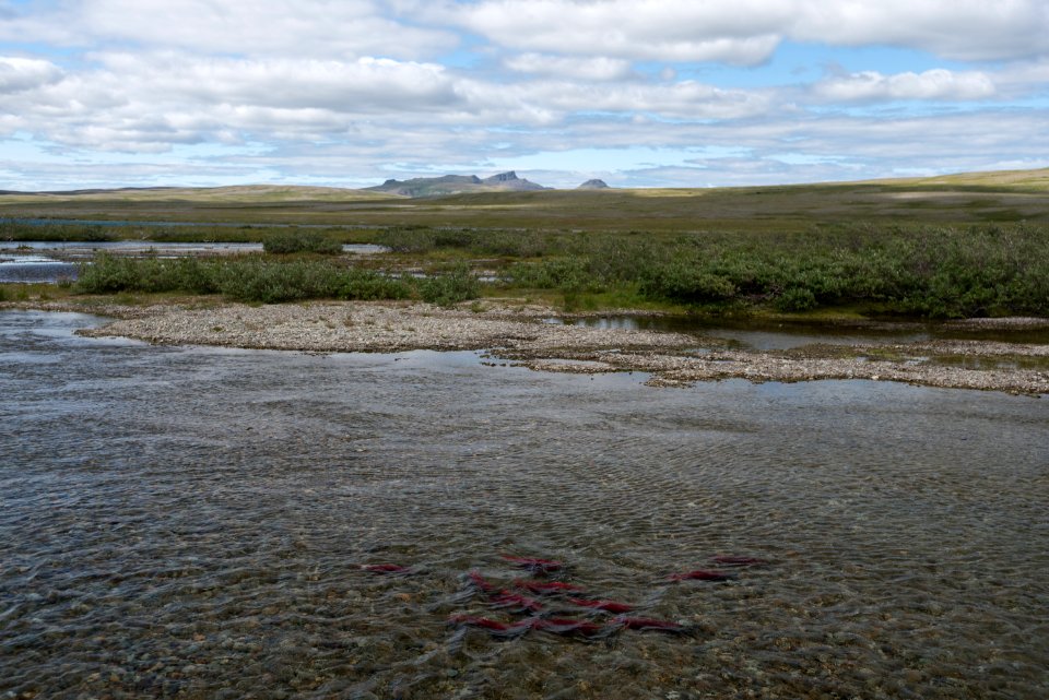 Salmon in a backcountry stream NPS Photo/Russ Taylor