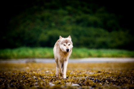 Coastal Wolf3