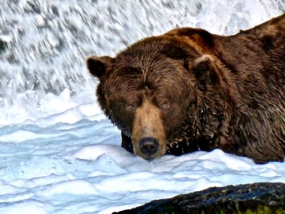 Bear 68 NPS Photo/ N. Boak
