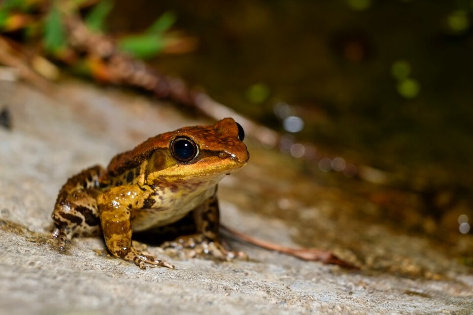 Frog amphibians Free photos