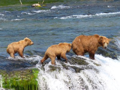 Bear #813