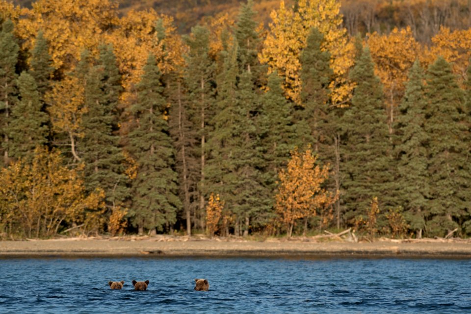 Brown bear cubs in Naknek Lake. Their mama fishes just out of the frame. NPS Photo/Russ Taylor