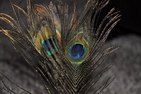 Peacock colorful pattern