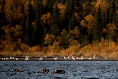 Brown Bear and cubs looking for salmon in Naknek Lake NPS Photo/Russ Taylor